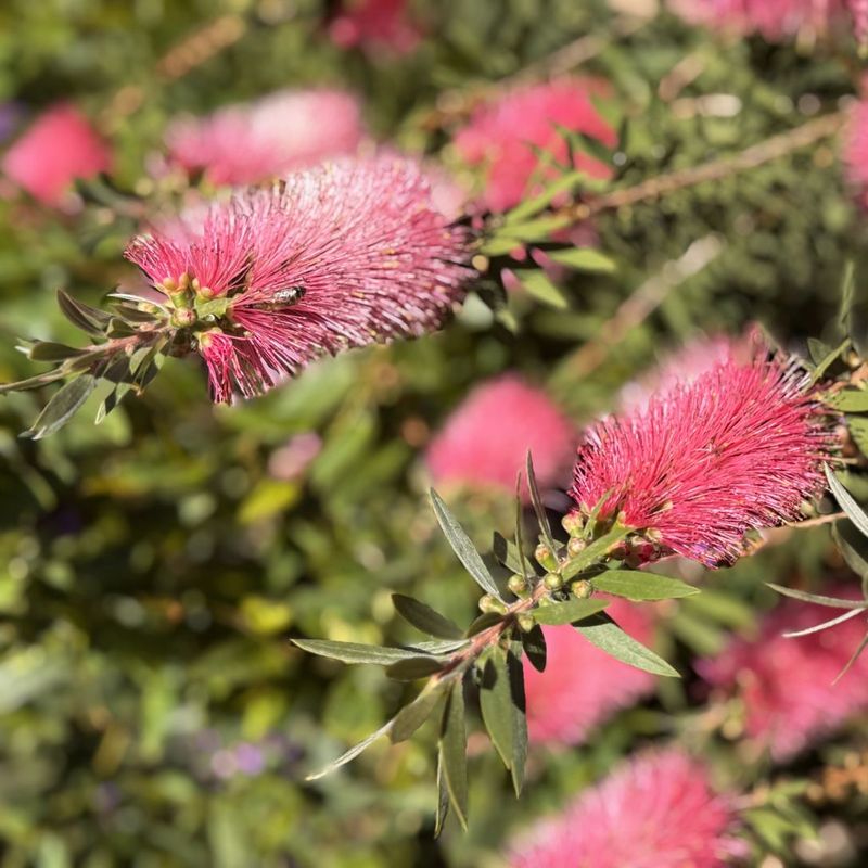 Bottlebrush - Bush Food Plant ID Interpretive Sign