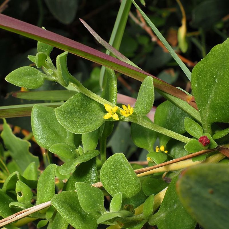 Bower Spinach - Bush Food Plant ID Interpretive Sign