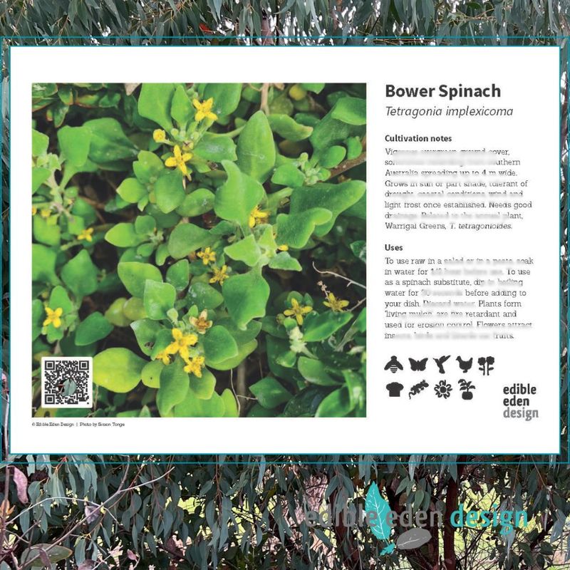 Bower Spinach - Bush Food Plant ID Interpretive Sign