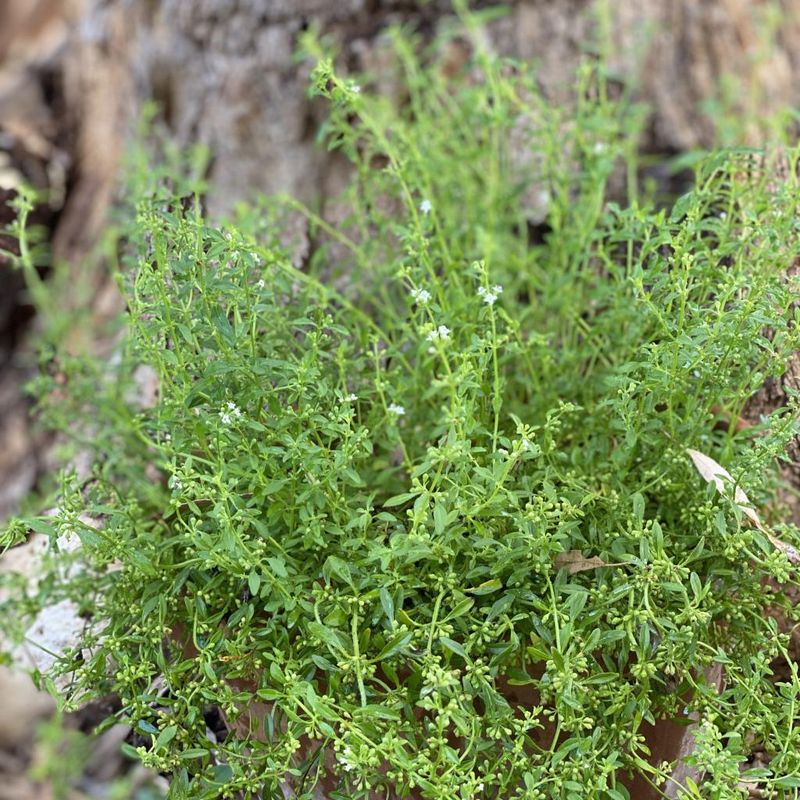 Bush Mint, Native Pennyroyal - Bush Food Plant ID Interpretive Sign