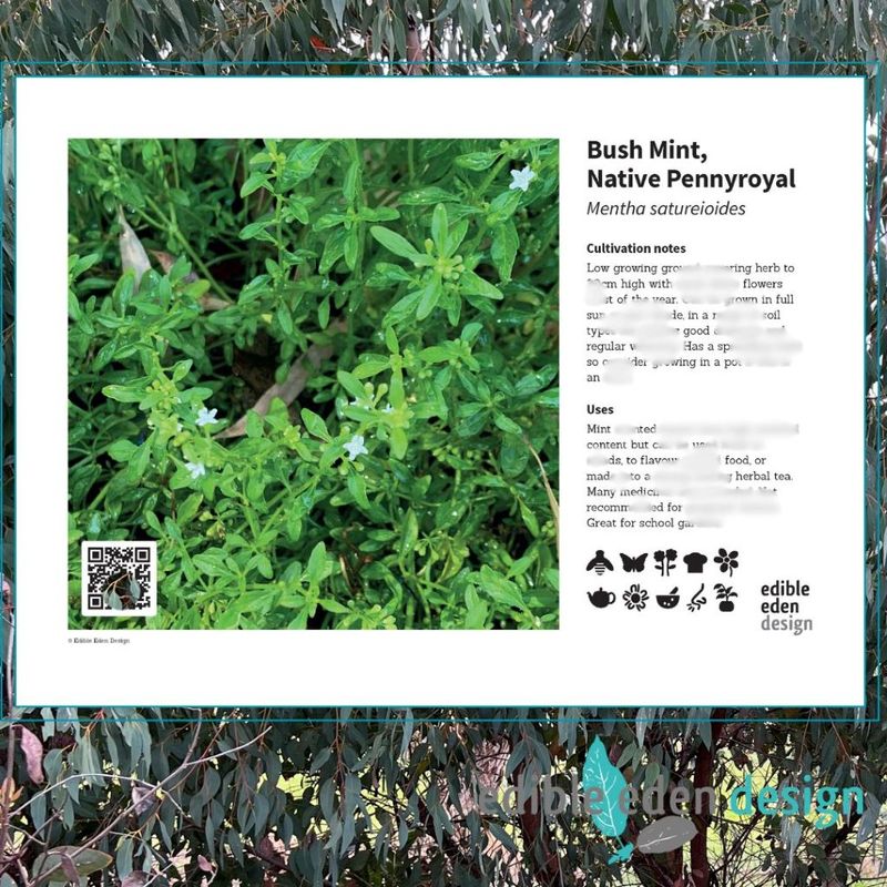 Bush Mint, Native Pennyroyal - Bush Food Plant ID Interpretive Sign