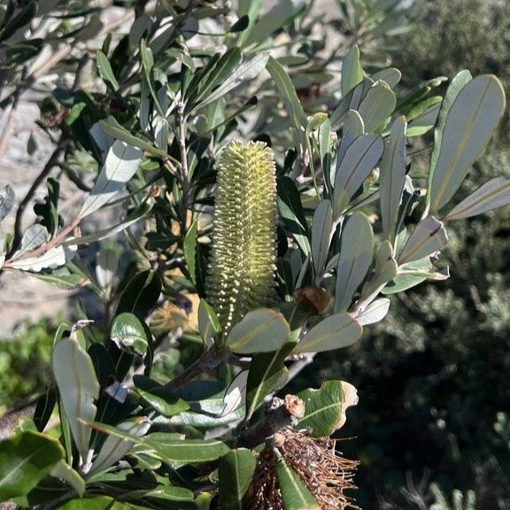 Coastal Banksia - Bush Food Plant ID Interpretive Sign