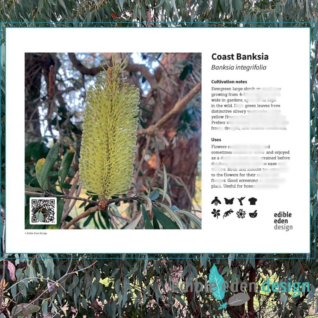 Coastal Banksia - Bush Food Plant ID Interpretive Sign