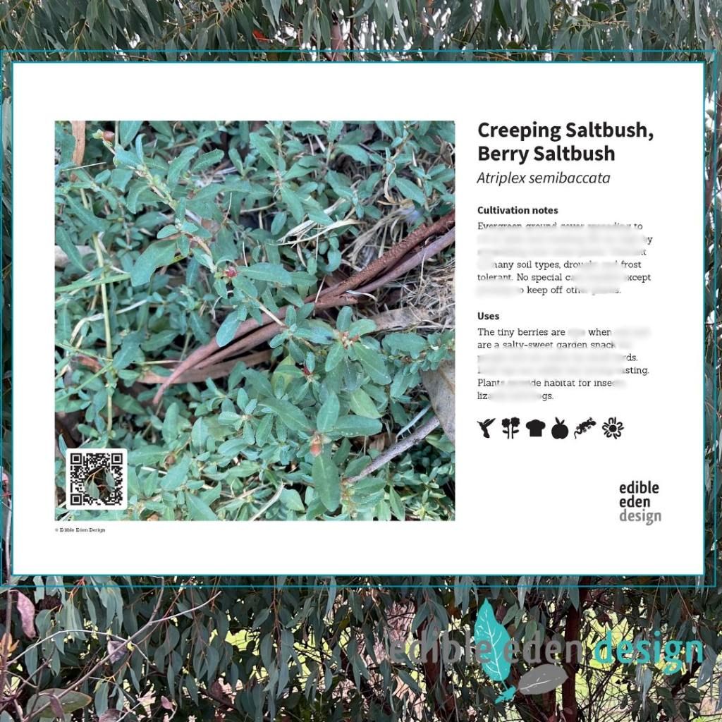 Creeping Saltbush, Berry Saltbush - Bush Food Plant ID Interpretive Sign Creeping Saltbush, Berry Saltbush - Bush Food Plant ID Interpretive Sign