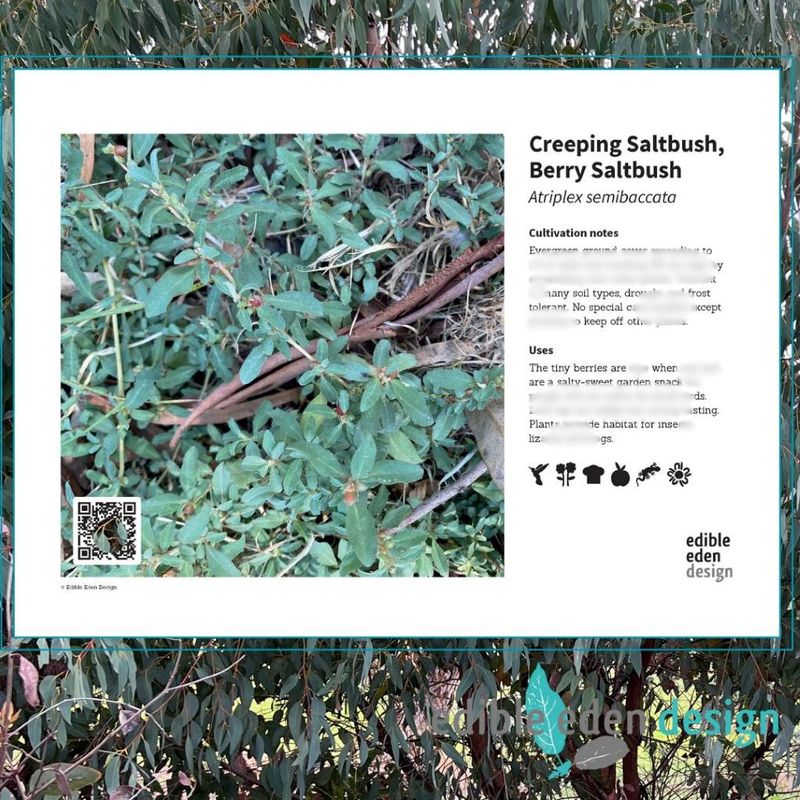 Creeping Saltbush, Berry Saltbush - Bush Food Plant ID Interpretive Sign