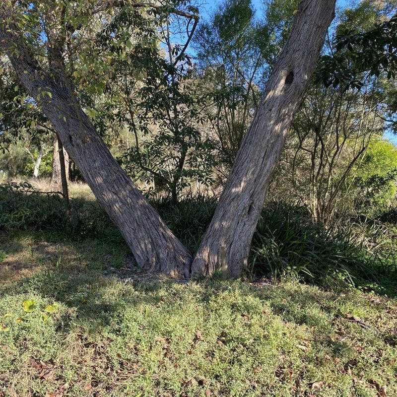 Creeping Saltbush, Berry Saltbush - Bush Food Plant ID Interpretive Sign