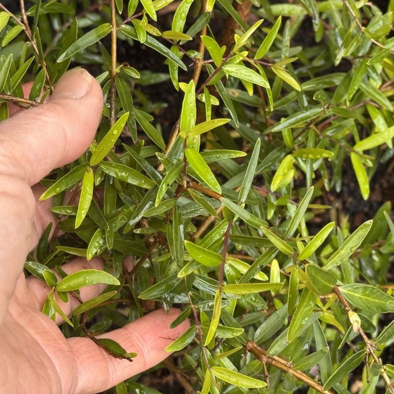 Curry Myrtle - Bush Food Plant ID Interpretive Sign