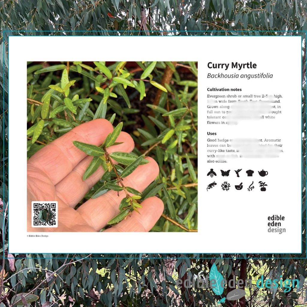 Curry Myrtle - Bush Food Plant ID Interpretive Sign