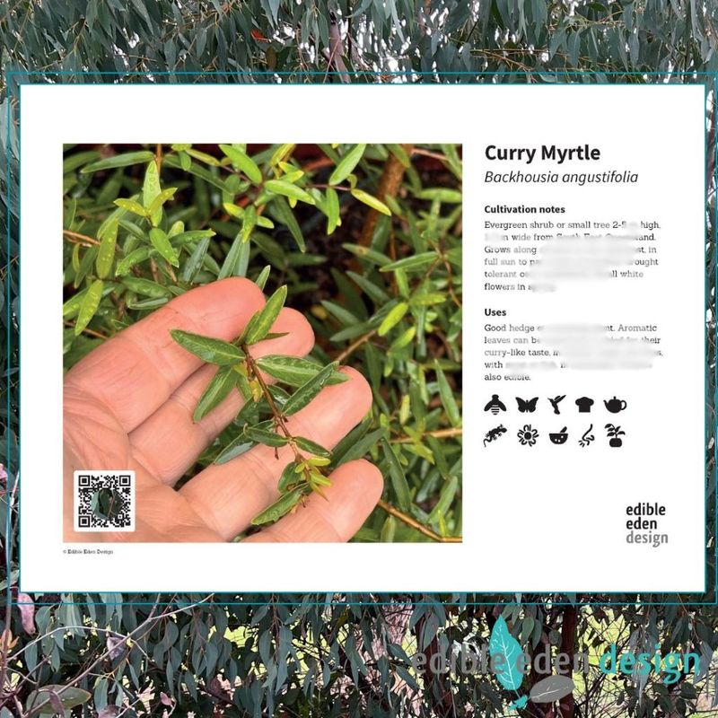 Curry Myrtle - Bush Food Plant ID Interpretive Sign