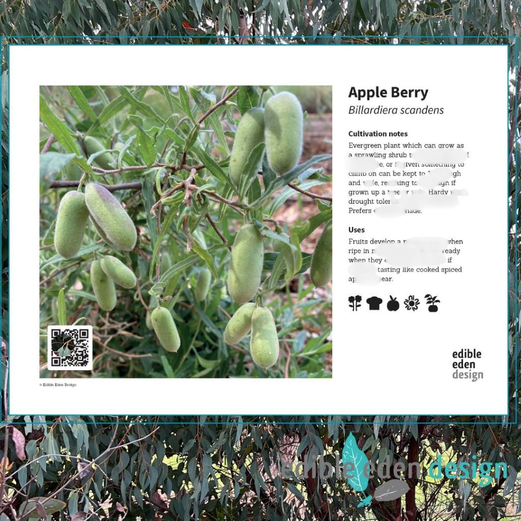 Apple Berry Billardiera scandens - Bush Food Plant ID Interpretive Sign