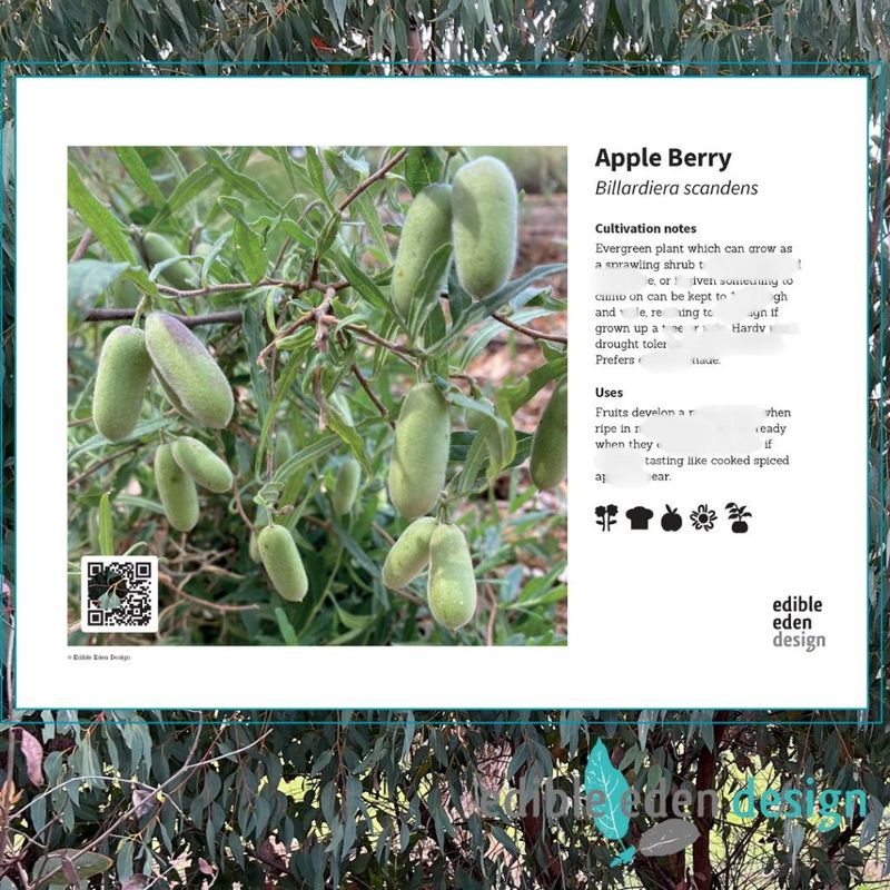 Apple Berry Billardiera scandens - Bush Food Plant ID Interpretive Sign