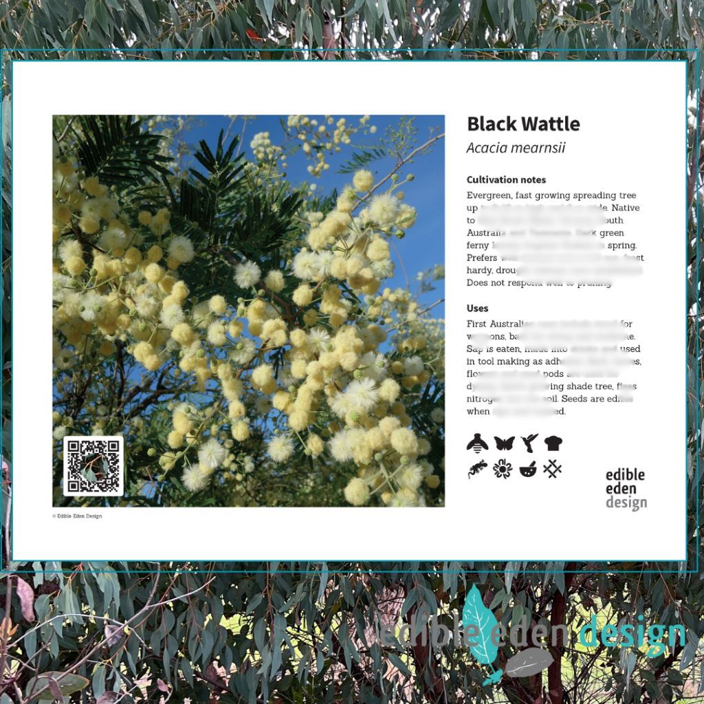 Black Wattle Acacia mearnsii - Bush Food Plant ID Interpretive Sign