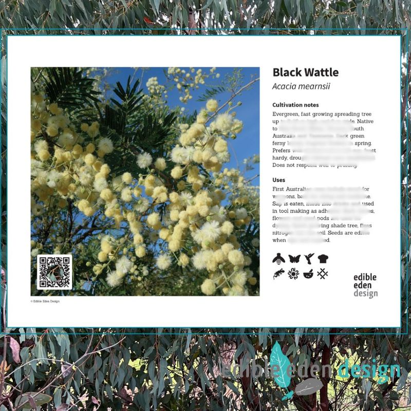 Black Wattle Acacia mearnsii - Bush Food Plant ID Interpretive Sign