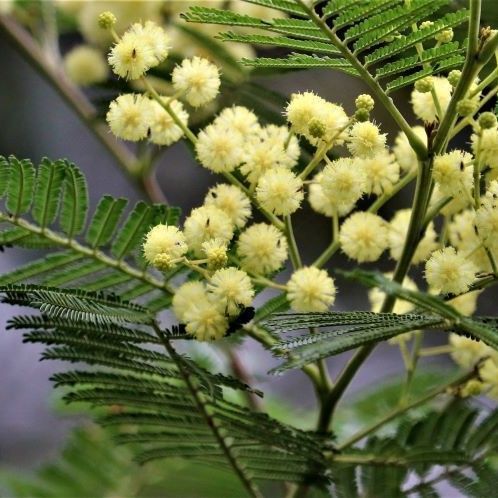 Black Wattle Acacia mearnsii - Bush Food Plant ID Interpretive Sign