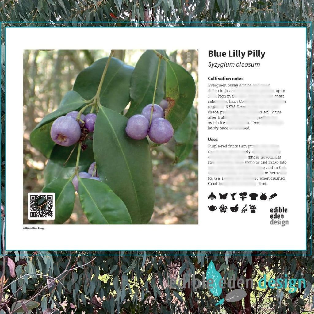 Blue Lilly Pilly - Bush Food Plant ID Interpretive Sign