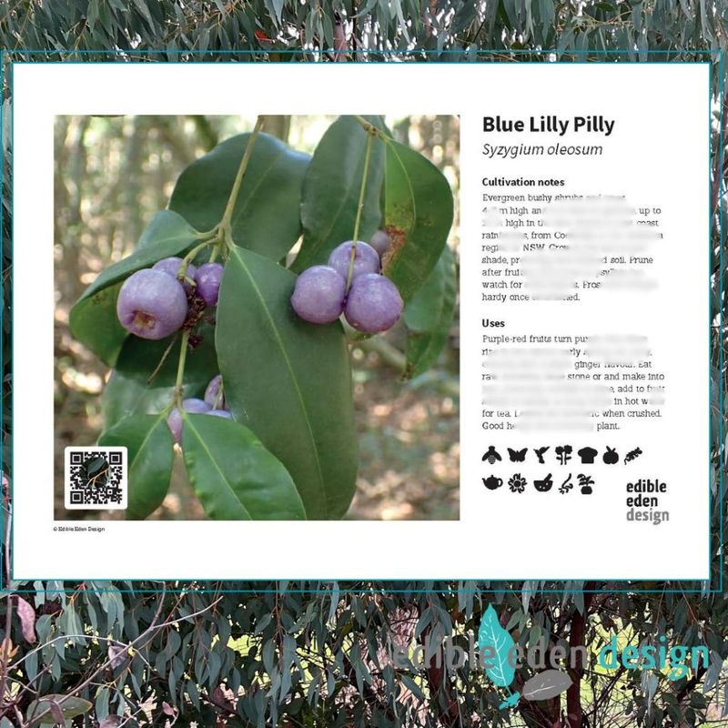 Blue Lilly Pilly - Bush Food Plant ID Interpretive Sign