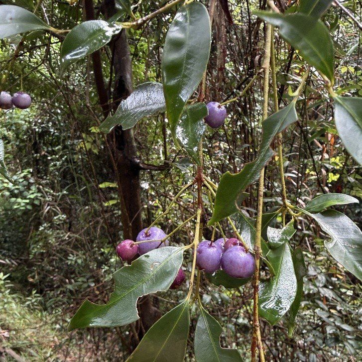 Blue Lilly Pilly - Bush Food Plant ID Interpretive Sign