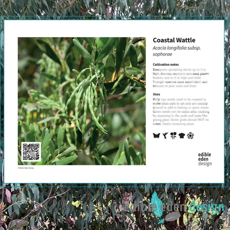 Coastal Wattle - Bush Food Plant ID Interpretive Sign