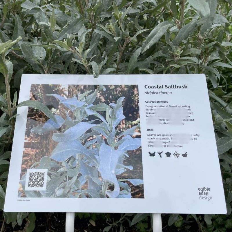 Coastal Saltbush - Bush Food Plant ID Interpretive Sign