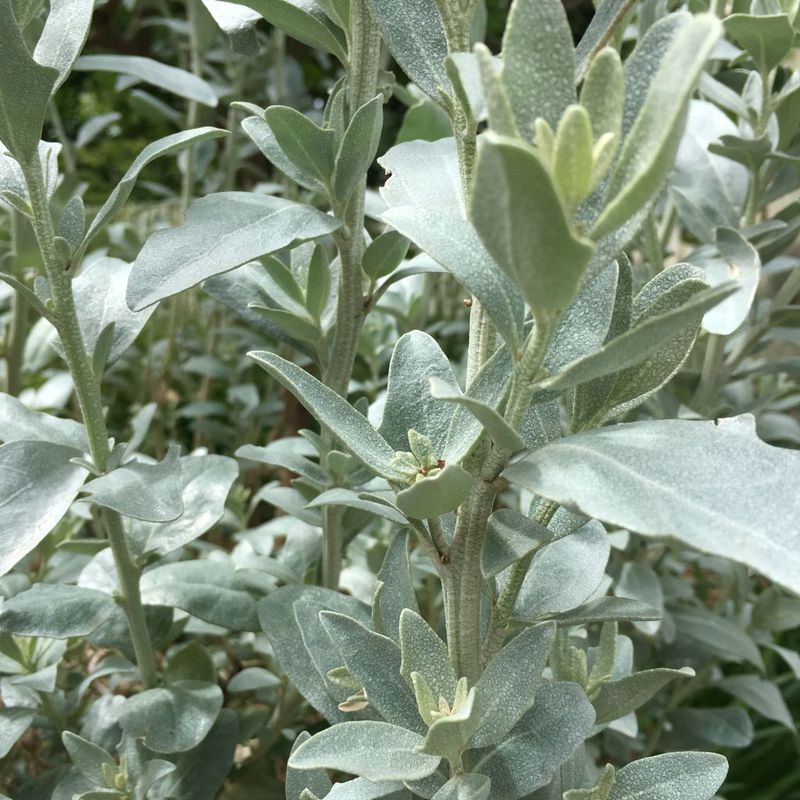Coastal Saltbush - Bush Food Plant ID Interpretive Sign