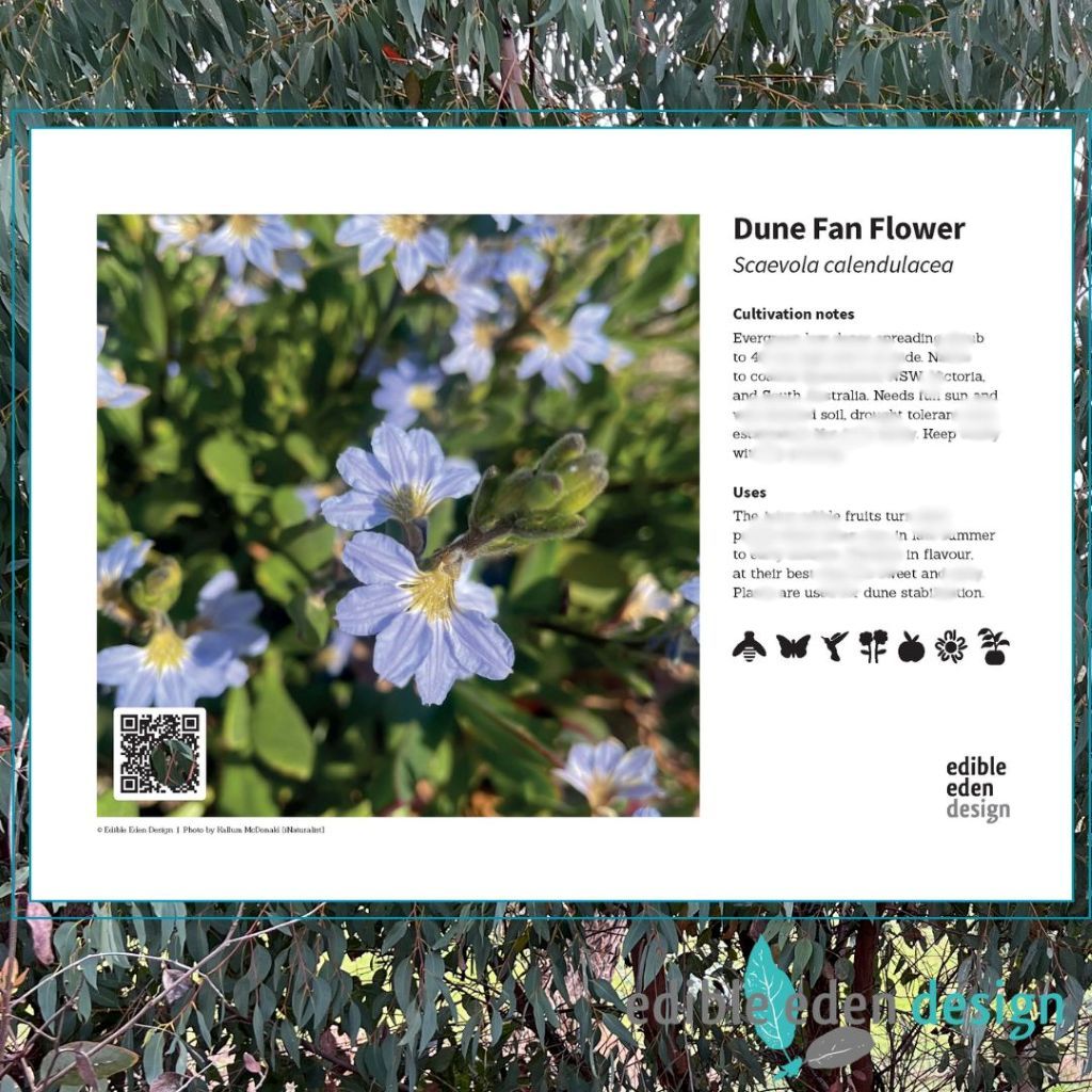 Dune Fan Flower - Bush Food Plant ID Interpretive Sign