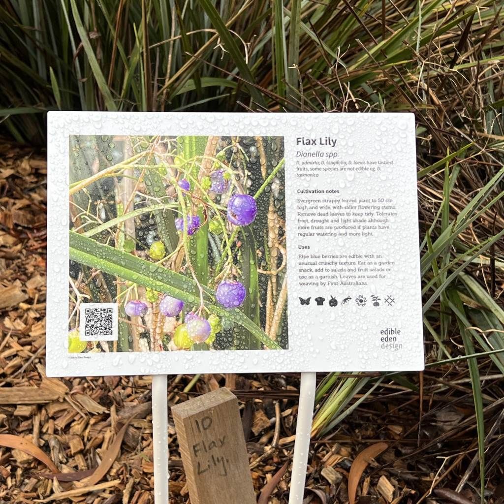 Flax Lily Dianella spp.- Bush Food Plant ID Interpretive Sign Flax Lily Dianella spp.- Bush Food Plant ID Interpretive Sign