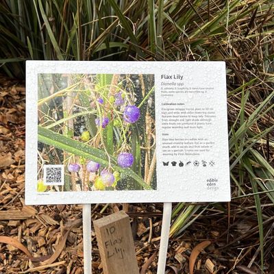Flax Lily Dianella spp.- Bush Food Plant ID Interpretive Sign