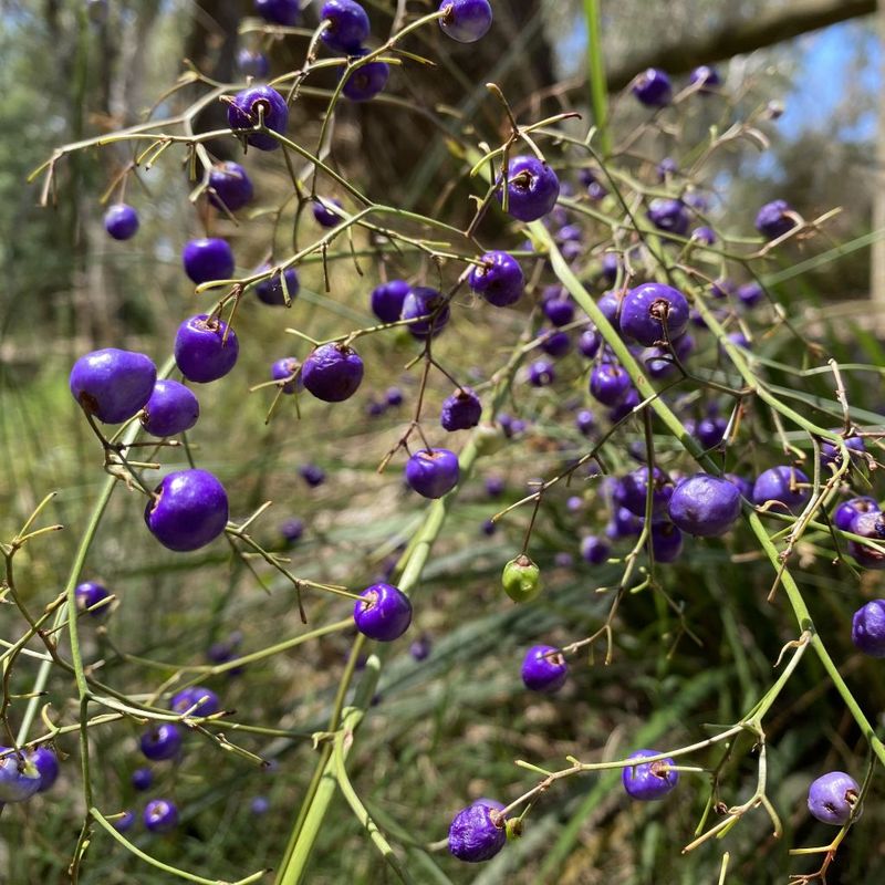 Flax Lily Dianella spp.- Bush Food Plant ID Interpretive Sign