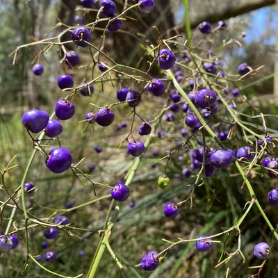Flax Lily Dianella spp.- Bush Food Plant ID Interpretive Sign