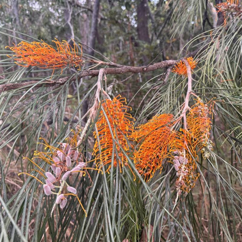Grevilleas - Bush Food Plant ID Interpretive Sign