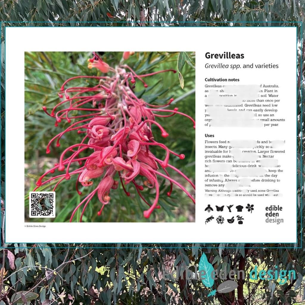 Grevilleas - Bush Food Plant ID Interpretive Sign