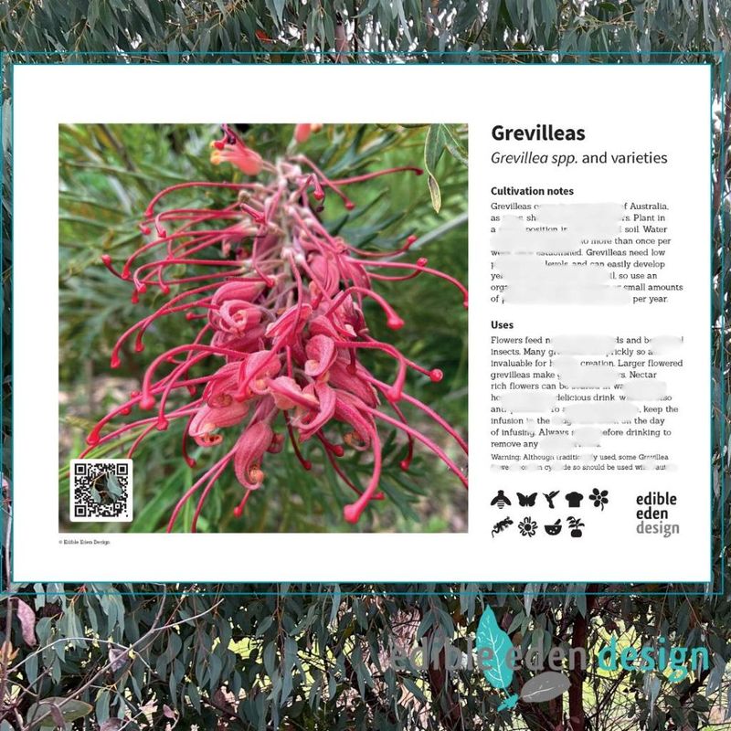 Grevilleas - Bush Food Plant ID Interpretive Sign