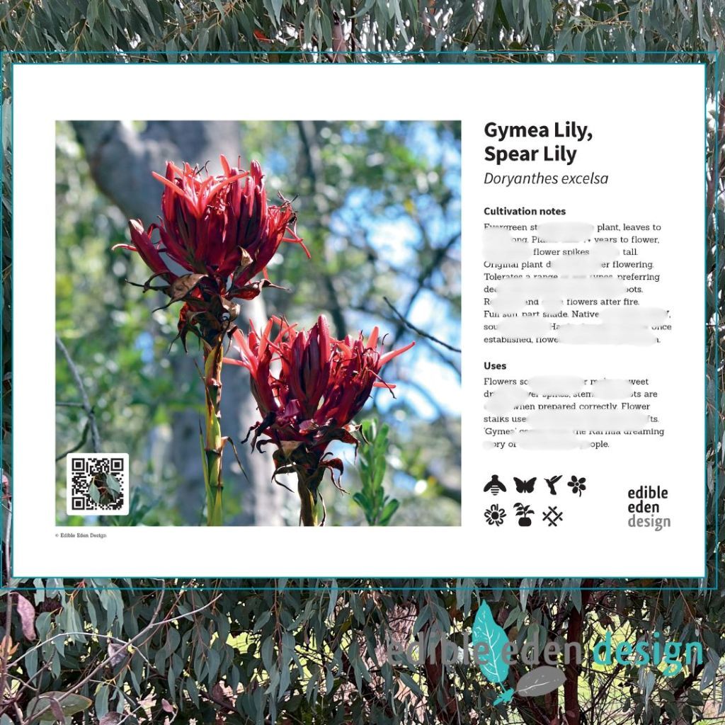 Gymea Lily, Spear Lily - Bush Food Plant ID Interpretive Sign