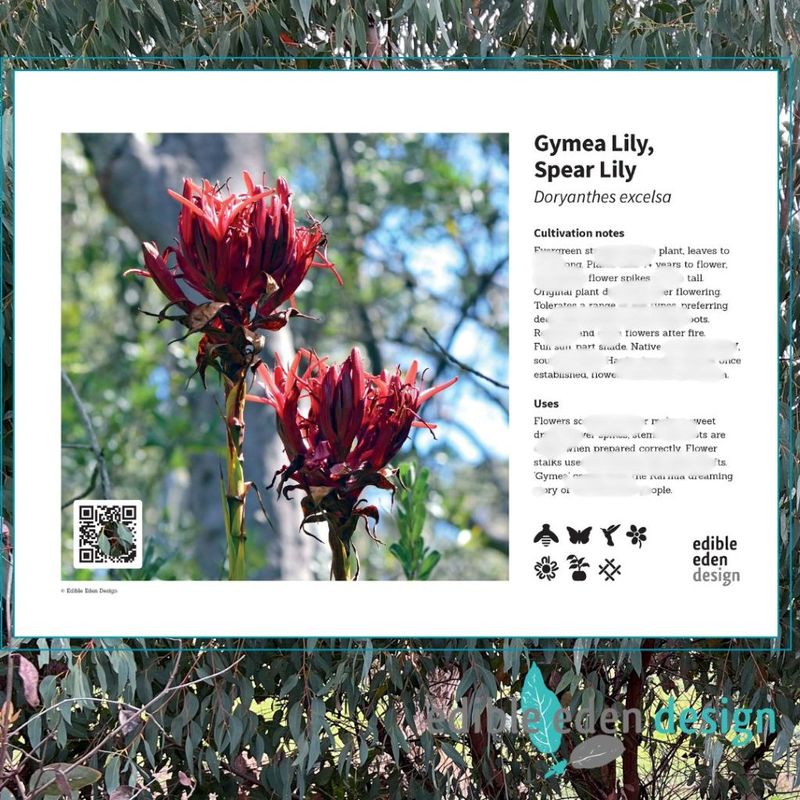 Gymea Lily, Spear Lily - Bush Food Plant ID Interpretive Sign