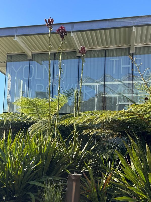 Gymea Lily, Spear Lily - Bush Food Plant ID Interpretive Sign