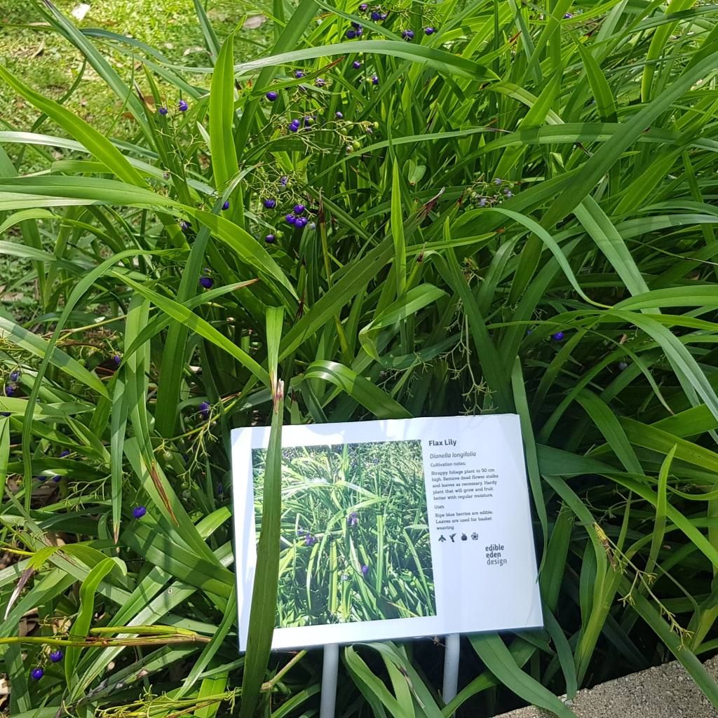 Flax Lily - Bush Food Plant ID Interpretive Sign