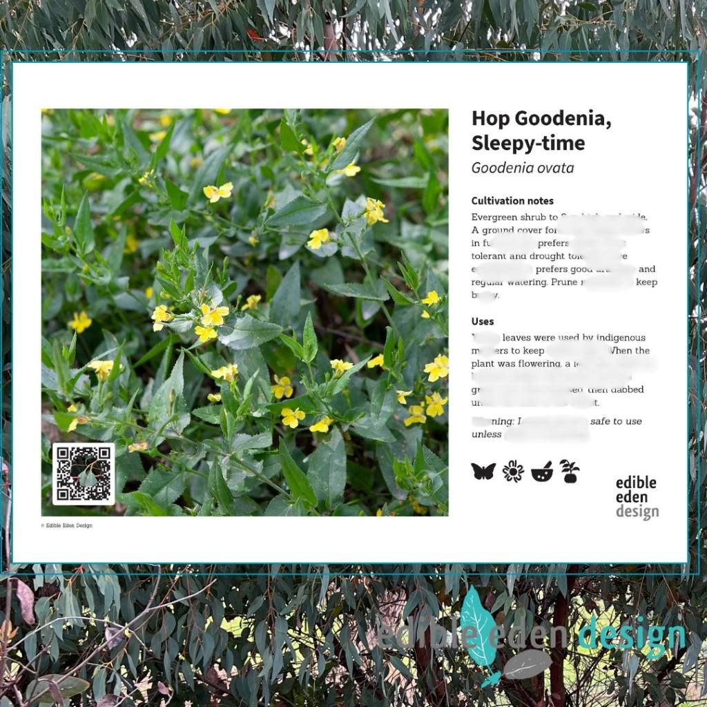 Hop Goodenia, Sleepy-time - Bush Food Plant ID Interpretive Sign