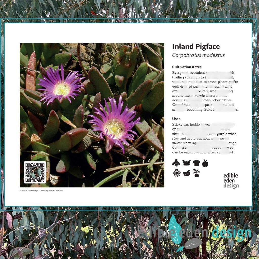 Inland Pigface - Bush Food Plant ID Interpretive Sign