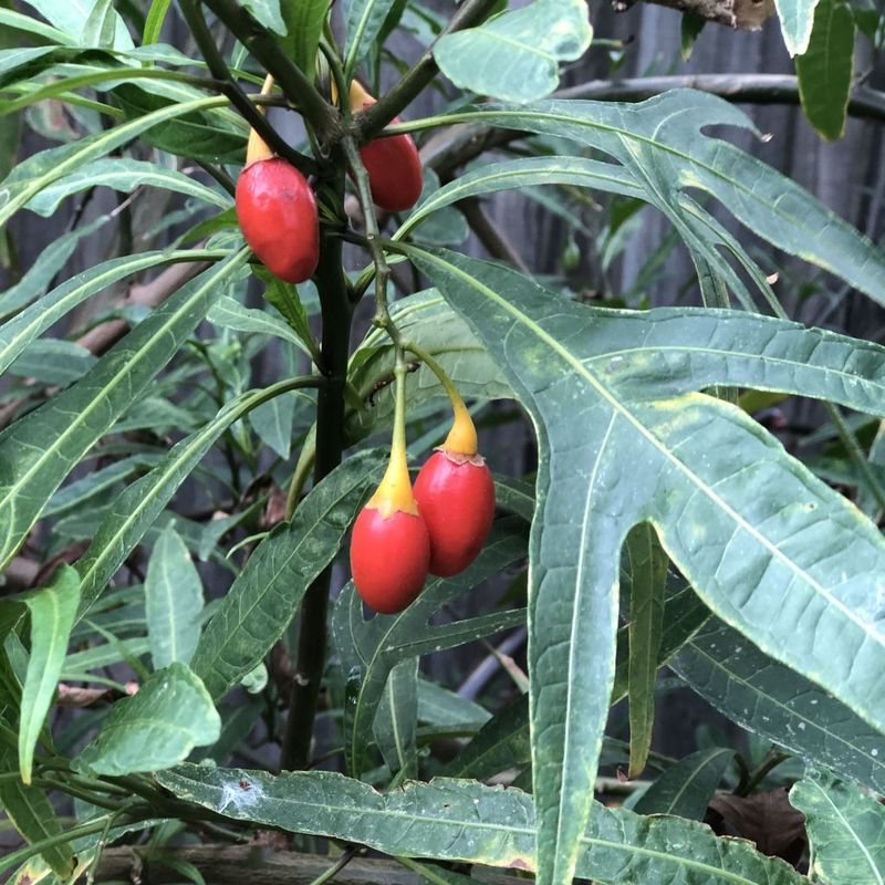 Kangaroo Apple - Bush Food Plant ID Interpretive Sign