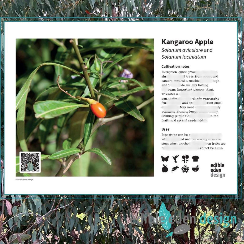 Kangaroo Apple - Bush Food Plant ID Interpretive Sign
