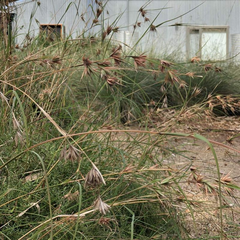 Kangaroo Grass - Bush Food Plant ID Interpretive Sign