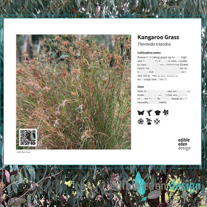 Kangaroo Grass - Bush Food Plant ID Interpretive Sign