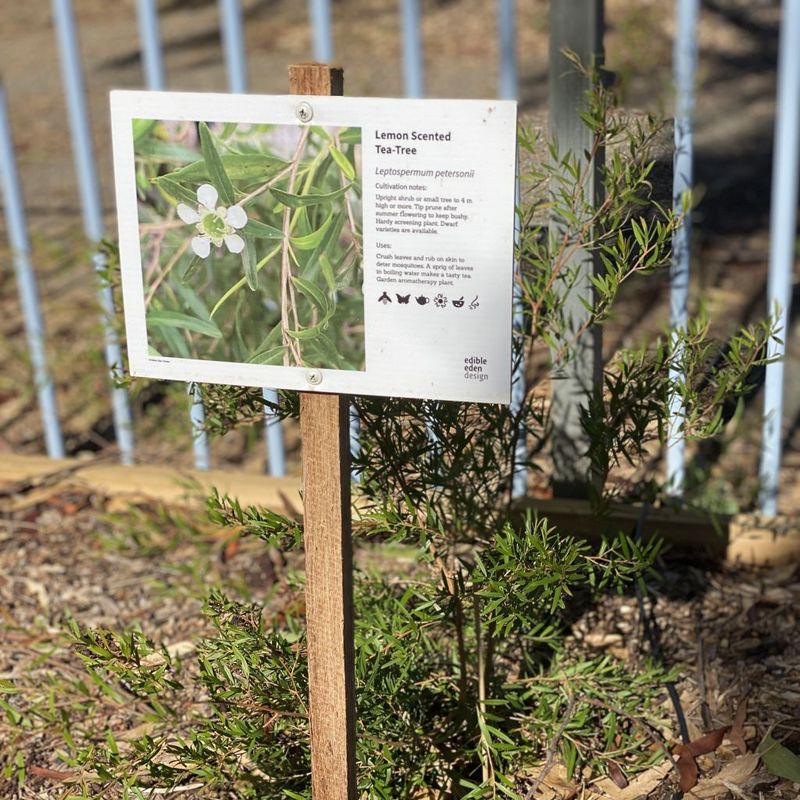 Lemon-scented Tea Tree - Bush Food Plant ID Interpretive Sign