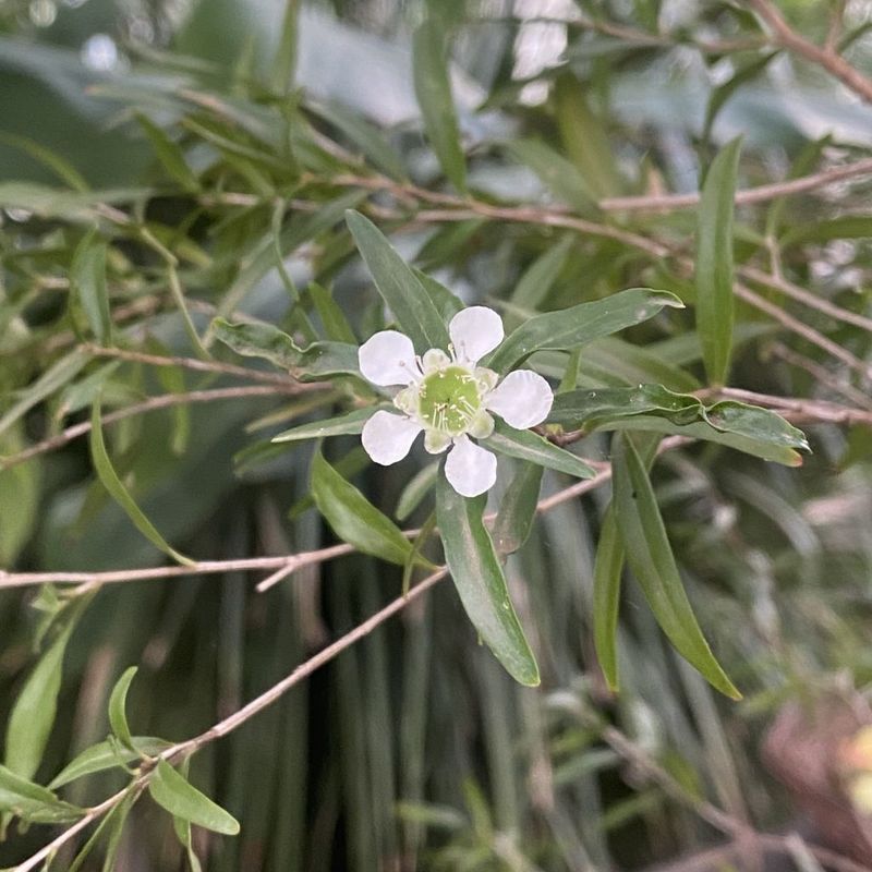 Lemon-scented Tea Tree - Bush Food Plant ID Interpretive Sign