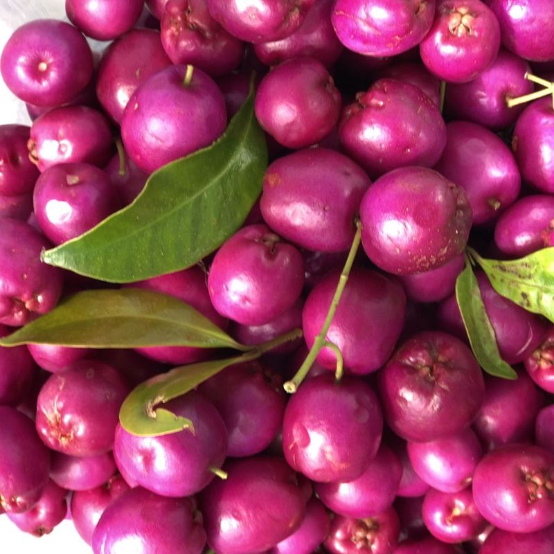 Lilly Pilly - Bush Food Plant ID Interpretive Sign - Syzygium spp. and varieties