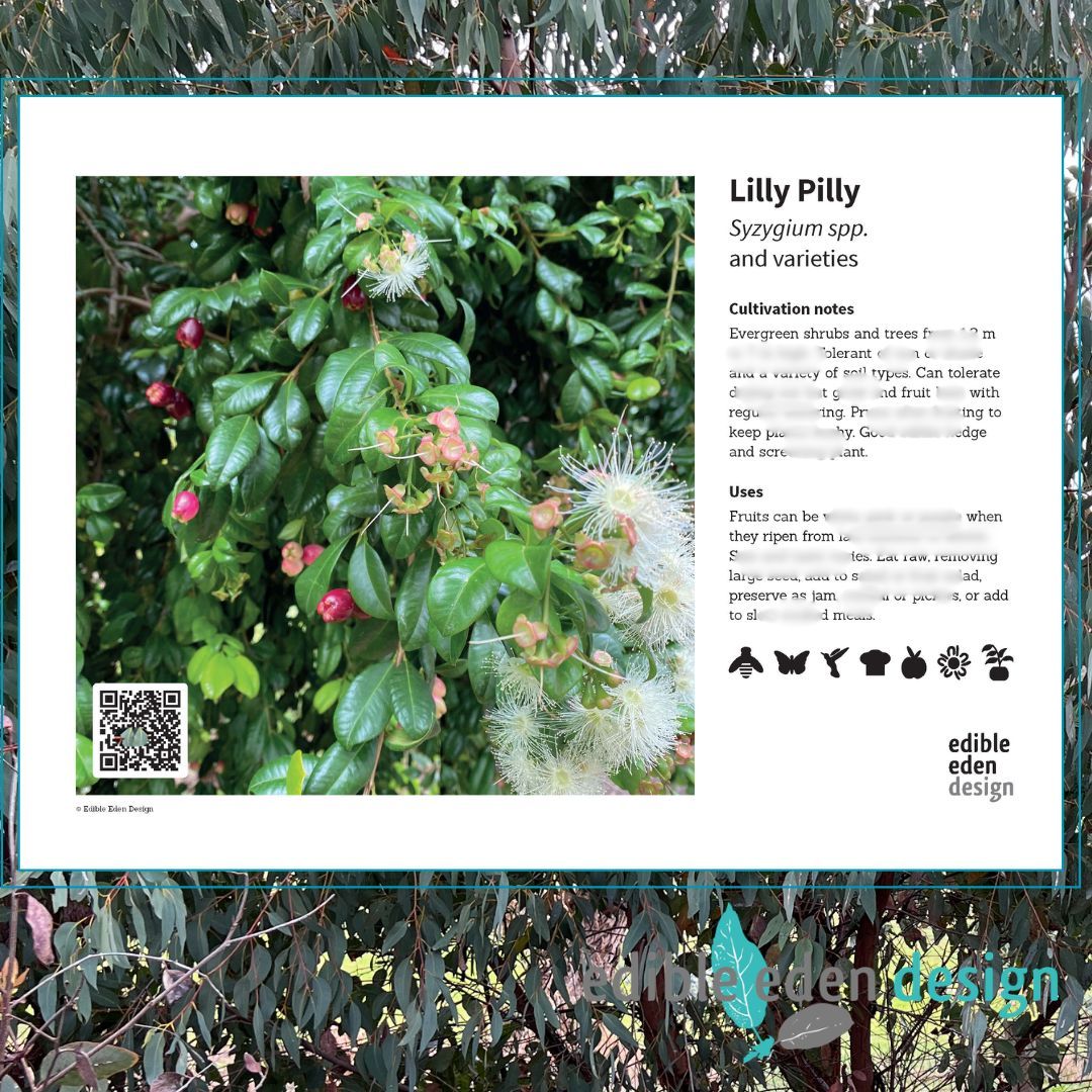 Lilly Pilly - Bush Food Plant ID Interpretive Sign - Syzygium spp. and varieties