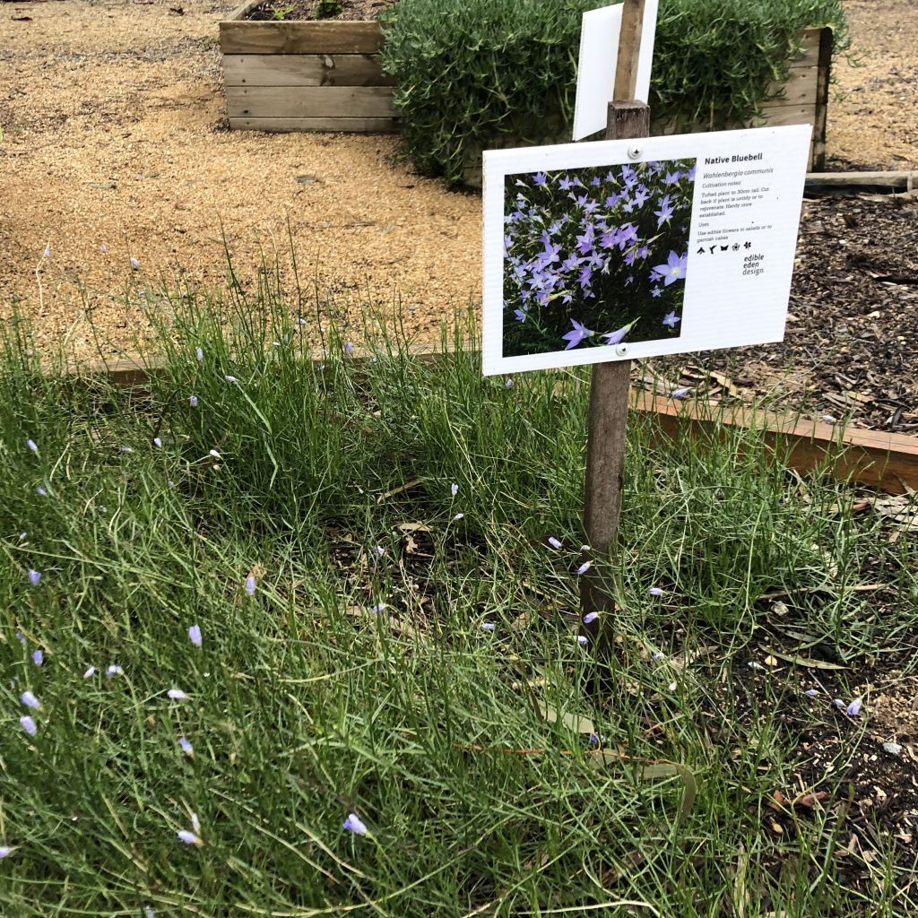 Native Bluebell - Bush Food Plant ID Interpretive Sign