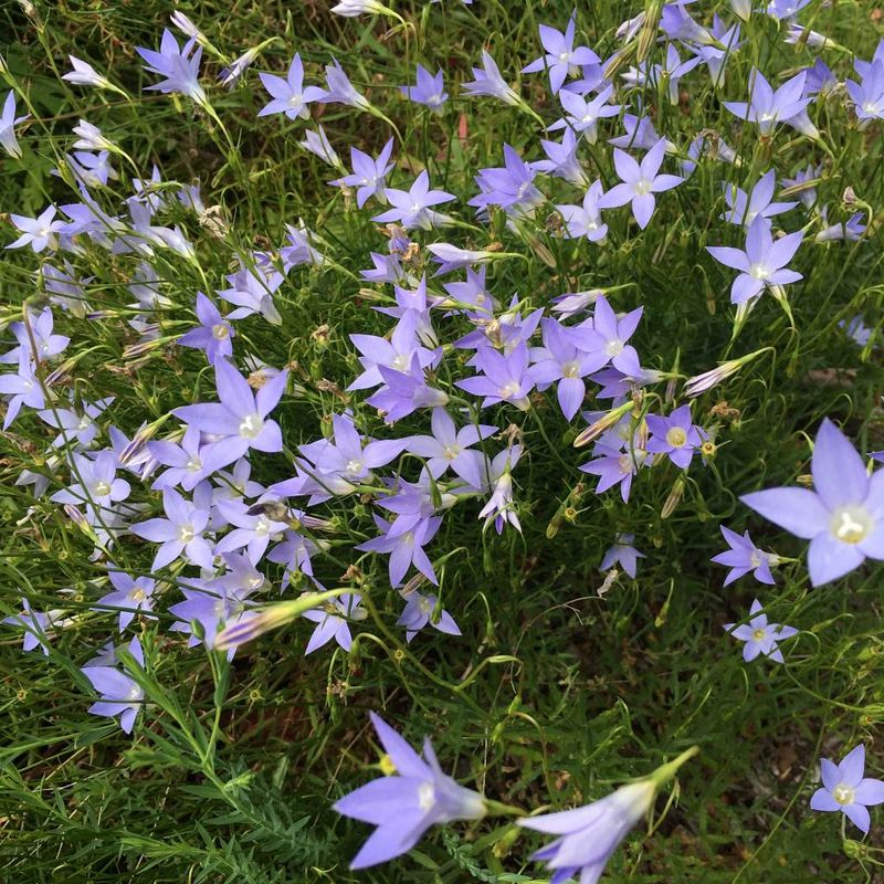 Native Bluebell - Bush Food Plant ID Interpretive Sign