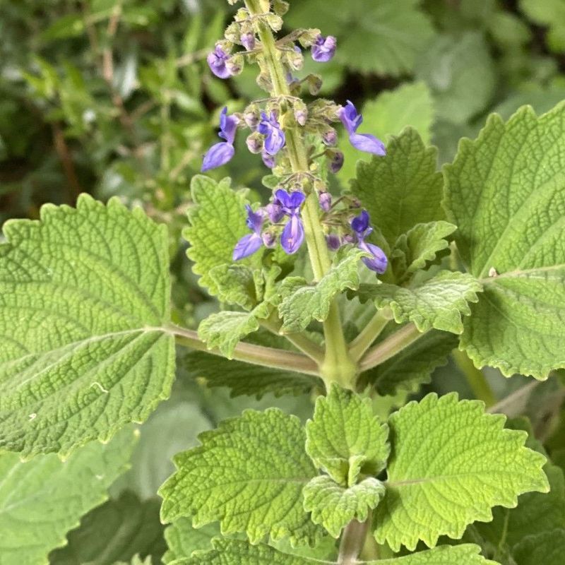 Native Bush Basil, Five Spice Plant - Bush Food Plant ID Interpretive Sign