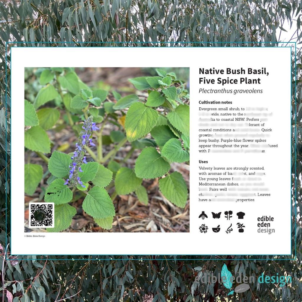 Native Bush Basil, Five Spice Plant - Bush Food Plant ID Interpretive Sign